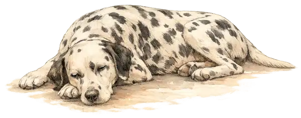 Notfall - Labrador liegt da