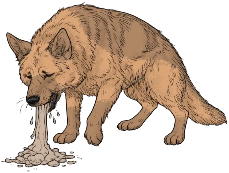 Anhaltendes Erbrechen - Hund der erbricht