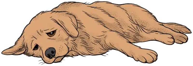 Lähmung, Krämpfe - Hund der liegt